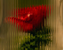A red rose with a green stem, viewed through vertically ribbed glass that creates a wavy, distorted reflection.v
